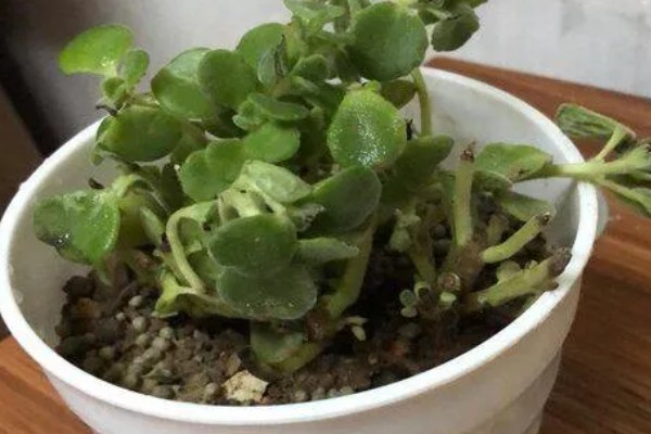 让碰碰香叶子变肥大的方法,每天要接受6小时以上的光照
