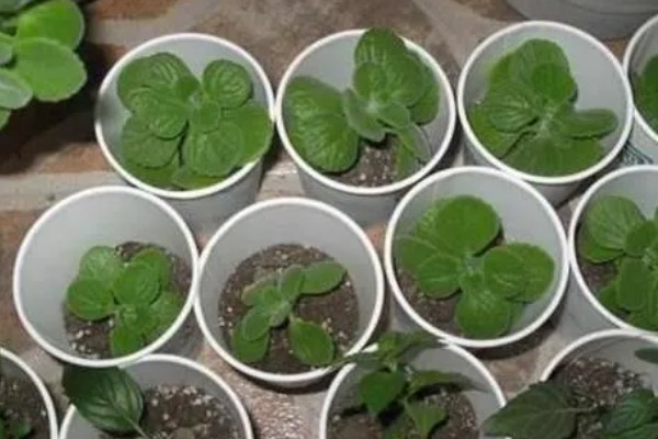 让碰碰香叶子变肥大的方法,每天要接受6小时以上的光照