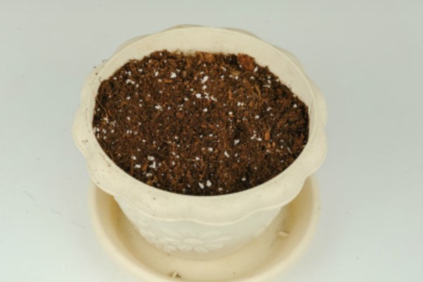 让碰碰香叶子变肥大的方法,每天要接受6小时以上的光照