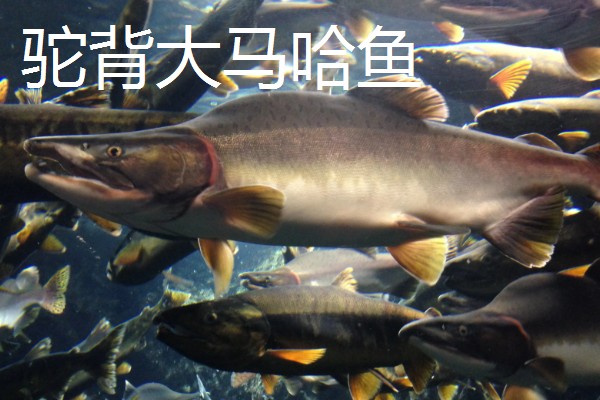大马哈鱼的价格，整条大马哈鱼一斤需要30-40元左右