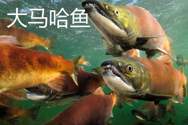 大马哈鱼的价格，整条大马哈鱼一斤需要30-40元左右