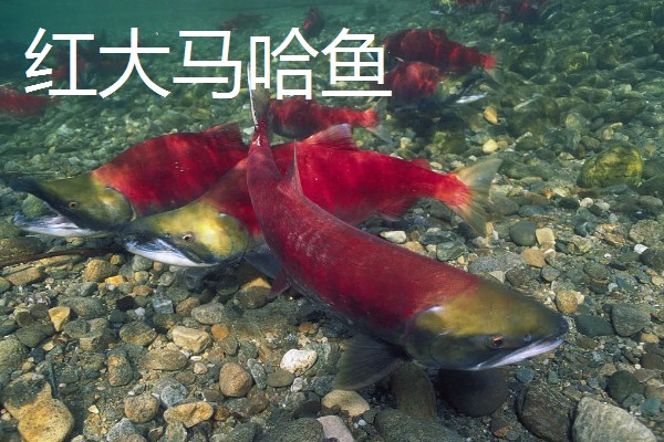 大马哈鱼的价格，整条大马哈鱼一斤需要30-40元左右