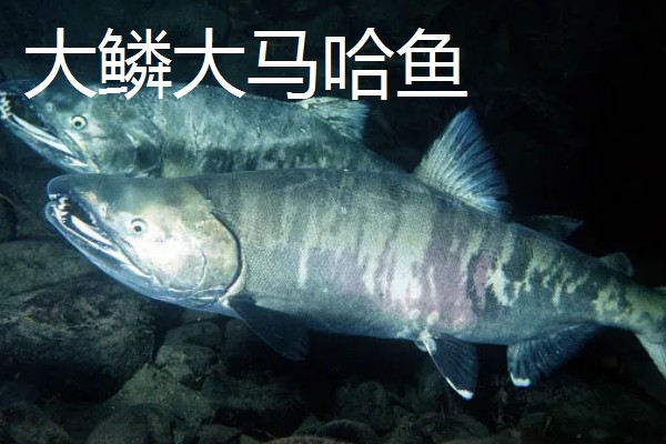 大马哈鱼的价格，整条大马哈鱼一斤需要30-40元左右