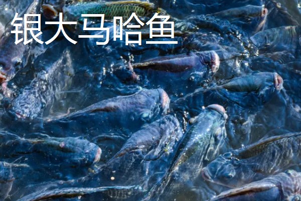 大马哈鱼的价格，整条大马哈鱼一斤需要30-40元左右