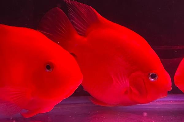 鹦鹉鱼会咬伤其它鱼吗，会咬伤其它鱼