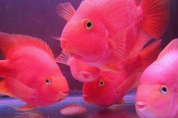 鹦鹉鱼会咬伤其它鱼吗，会咬伤其它鱼