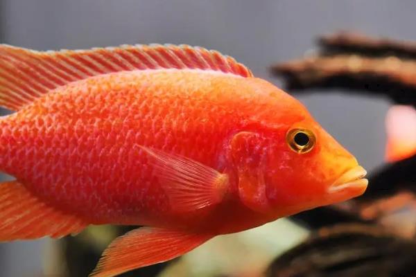 鹦鹉鱼会咬伤其它鱼吗，会咬伤其它鱼