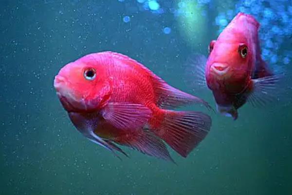 鹦鹉鱼会咬伤其它鱼吗，会咬伤其它鱼