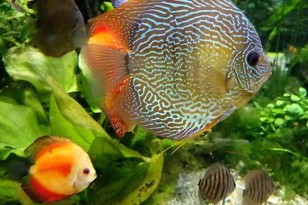 鹦鹉鱼会咬伤其它鱼吗，会咬伤其它鱼