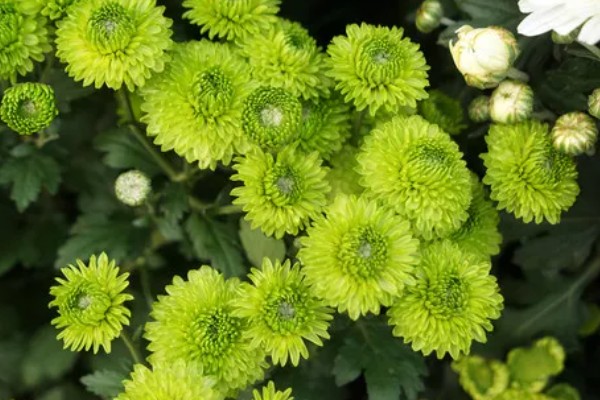 绿菊花有什么花语,代表高洁和生命