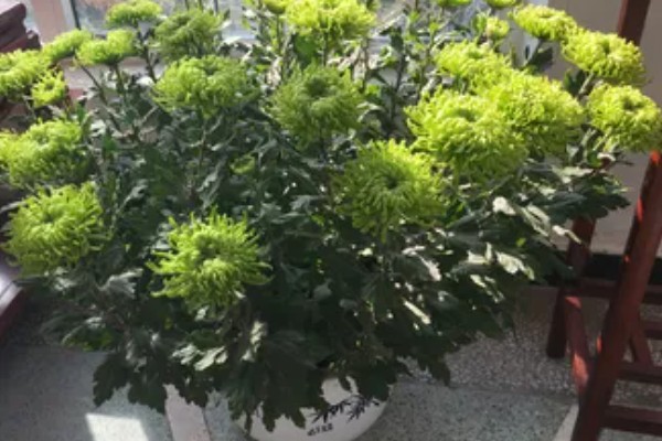 绿菊花有什么花语,代表高洁和生命