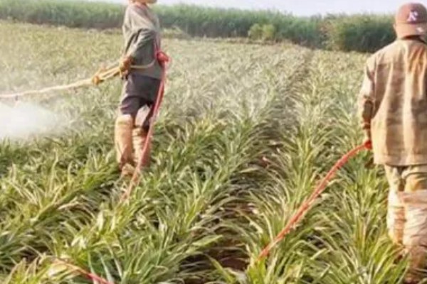 菠萝怎么种植,株行距控制在30×120厘米