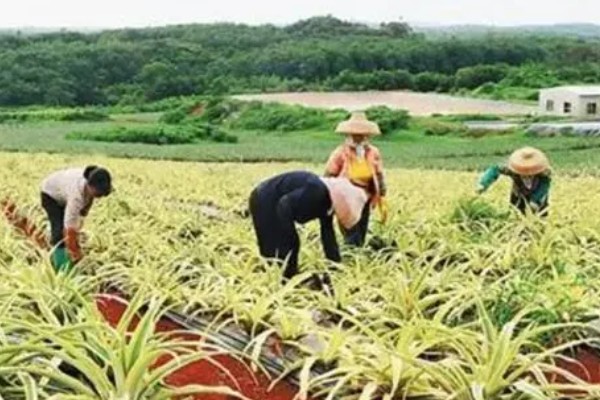 菠萝怎么种植,株行距控制在30×120厘米