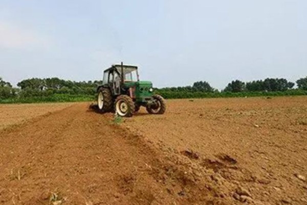 菠萝怎么种植,株行距控制在30×120厘米