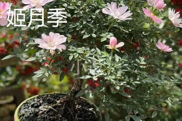 有哪些长不大的小盆栽,推荐云竹、姬月季等