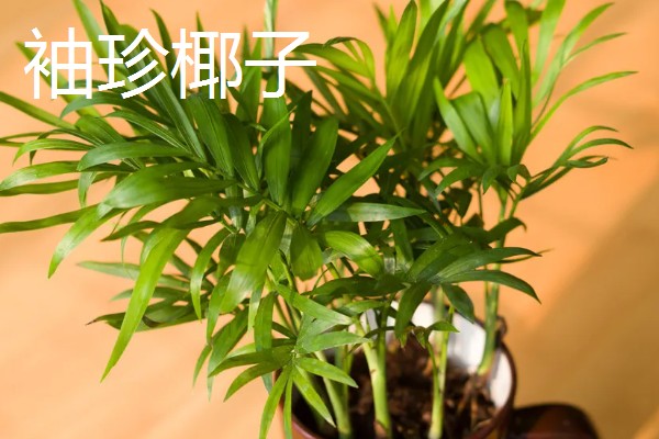 有哪些长不大的小盆栽,推荐云竹、姬月季等