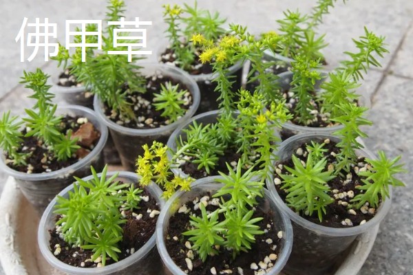 有哪些长不大的小盆栽,推荐云竹、姬月季等