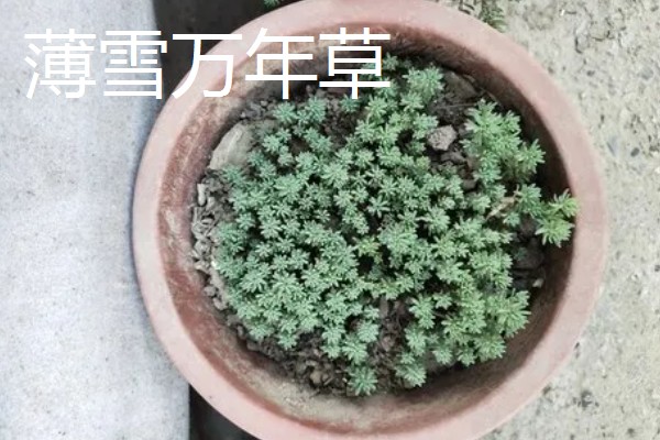 有哪些长不大的小盆栽,推荐云竹、姬月季等