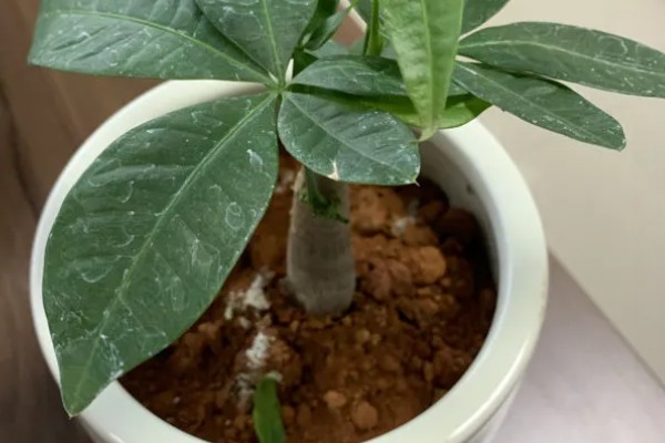 有哪些长不大的小盆栽,推荐云竹、姬月季等
