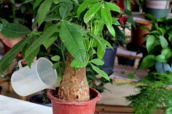 有哪些长不大的小盆栽,推荐云竹、姬月季等