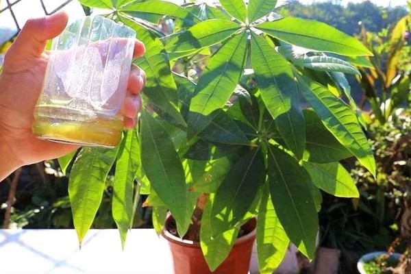 有哪些长不大的小盆栽,推荐云竹、姬月季等