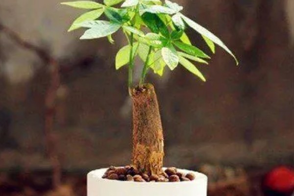 有哪些长不大的小盆栽,推荐云竹、姬月季等