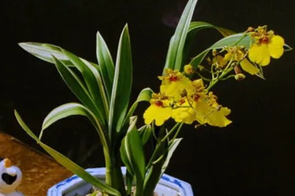 文心兰开花后鳞茎能剪掉吗，鳞茎不可以剪掉