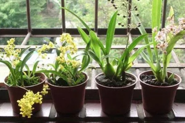 文心兰开花后鳞茎能剪掉吗，鳞茎不可以剪掉