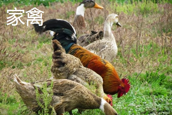 家畜的种类,常见的有猪、牛、羊等
