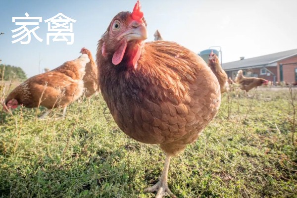 家畜的种类,常见的有猪、牛、羊等