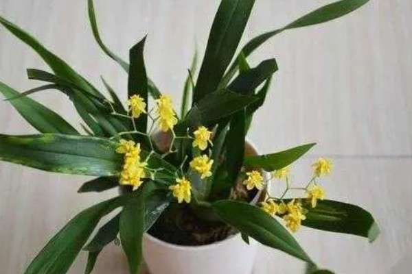 文心兰开花后鳞茎能剪掉吗，鳞茎不可以剪掉