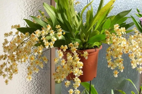 文心兰开花后鳞茎能剪掉吗，鳞茎不可以剪掉