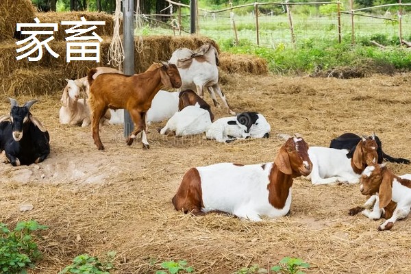 家畜的种类,常见的有猪、牛、羊等