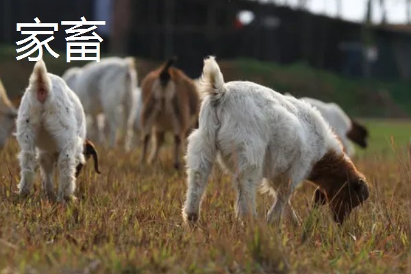 家畜的种类,常见的有猪、牛、羊等