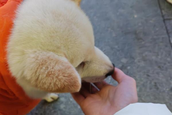 狗狗护食怎么处理，把食物或零食放在手掌上喂