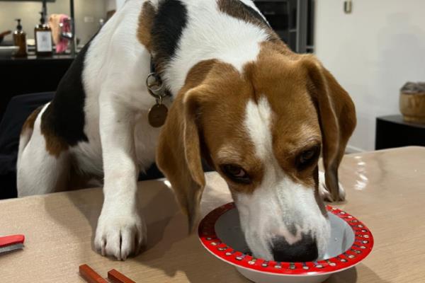 狗狗护食怎么处理，把食物或零食放在手掌上喂