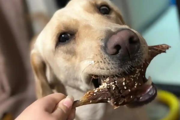 狗狗护食怎么处理，把食物或零食放在手掌上喂