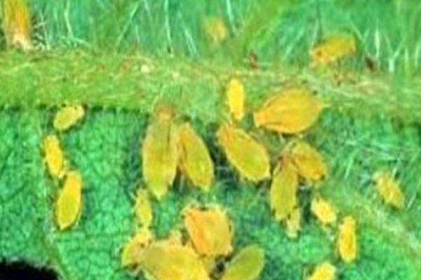 防止大豆花荚脱落的方法,保持合理的密度是有效措施