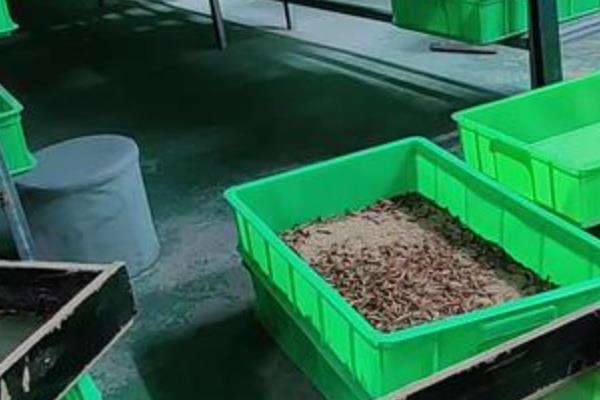 大麦虫的养殖方法，把温度保持在18-30℃左右