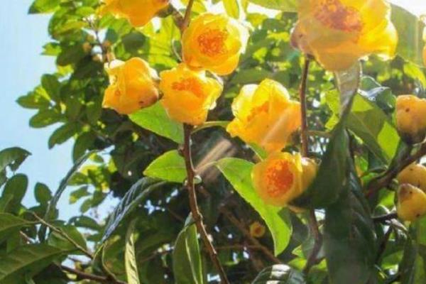 金茶花如何养殖才可以枝繁叶茂花多，提供充足光照