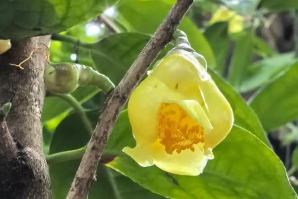 金茶花如何养殖才可以枝繁叶茂花多，提供充足光照