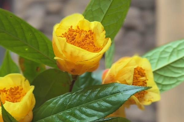 金茶花如何养殖才可以枝繁叶茂花多，提供充足光照