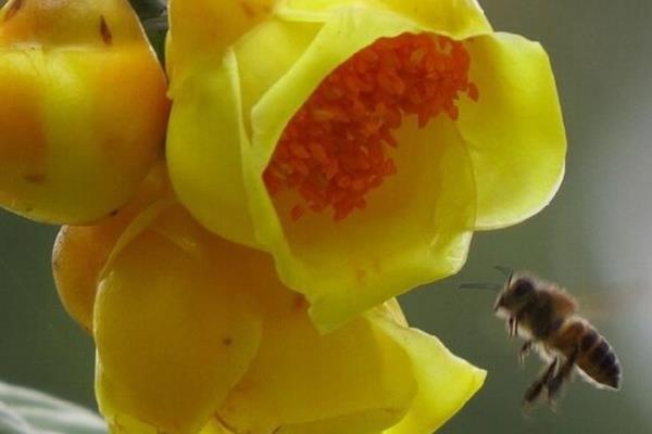 金茶花如何养殖才可以枝繁叶茂花多，提供充足光照