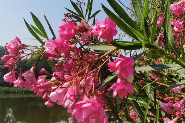 夹竹桃科的植物有哪些，有夹竹桃、鸡蛋花等