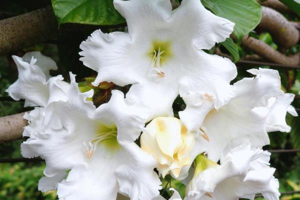 夹竹桃科的植物有哪些，有夹竹桃、鸡蛋花等