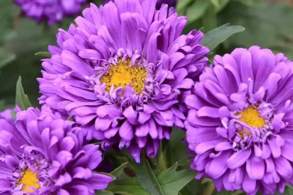家里能不能养紫色菊花,在家养殖可以营造浪漫温馨的氛围
