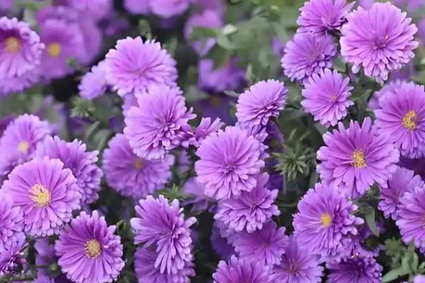 家里能不能养紫色菊花,在家养殖可以营造浪漫温馨的氛围