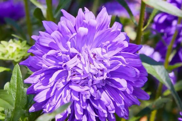 家里能不能养紫色菊花,在家养殖可以营造浪漫温馨的氛围