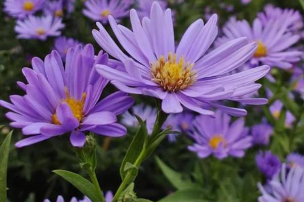 家里能不能养紫色菊花,在家养殖可以营造浪漫温馨的氛围