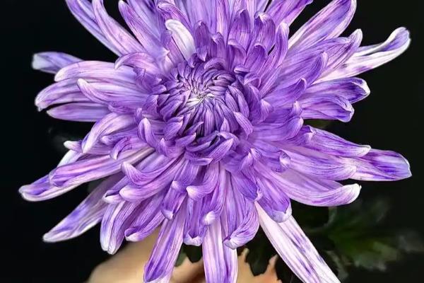 家里能不能养紫色菊花,在家养殖可以营造浪漫温馨的氛围